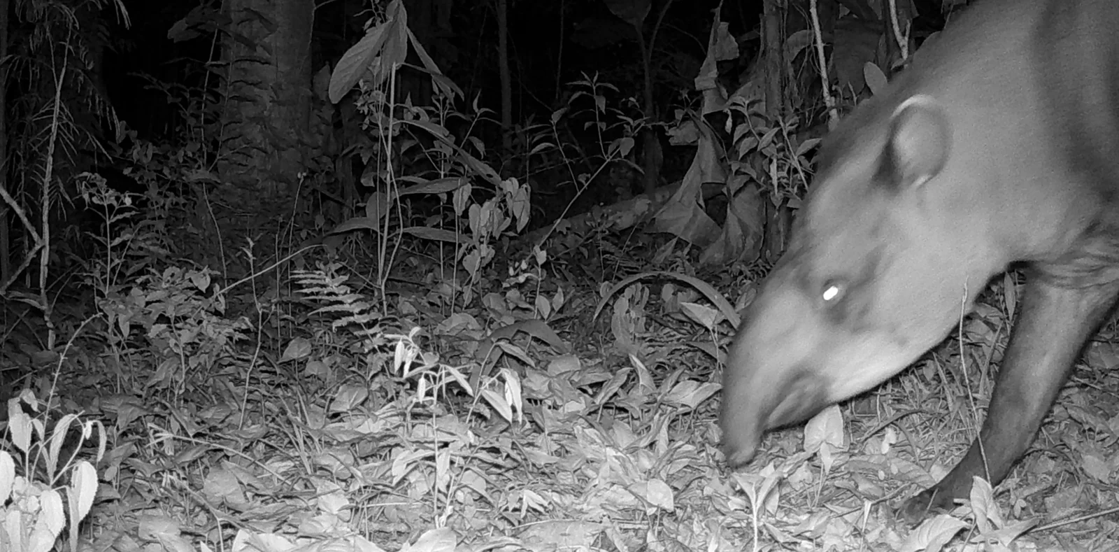 Registro noturno de animal silvestre obtido por câmera automática