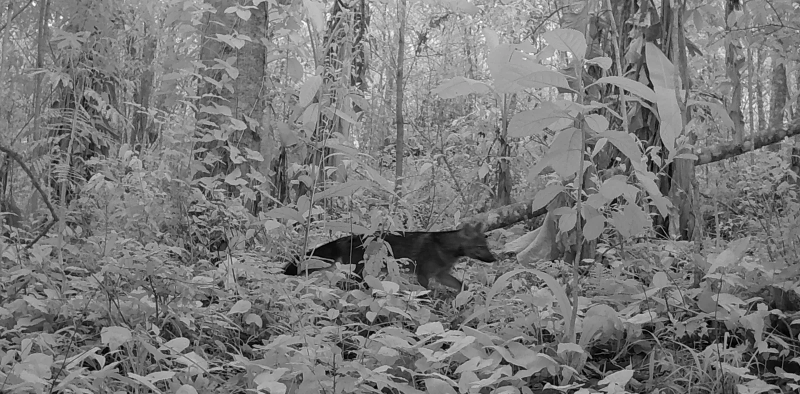 Registro de fauna silvestre em trilha durante a noite