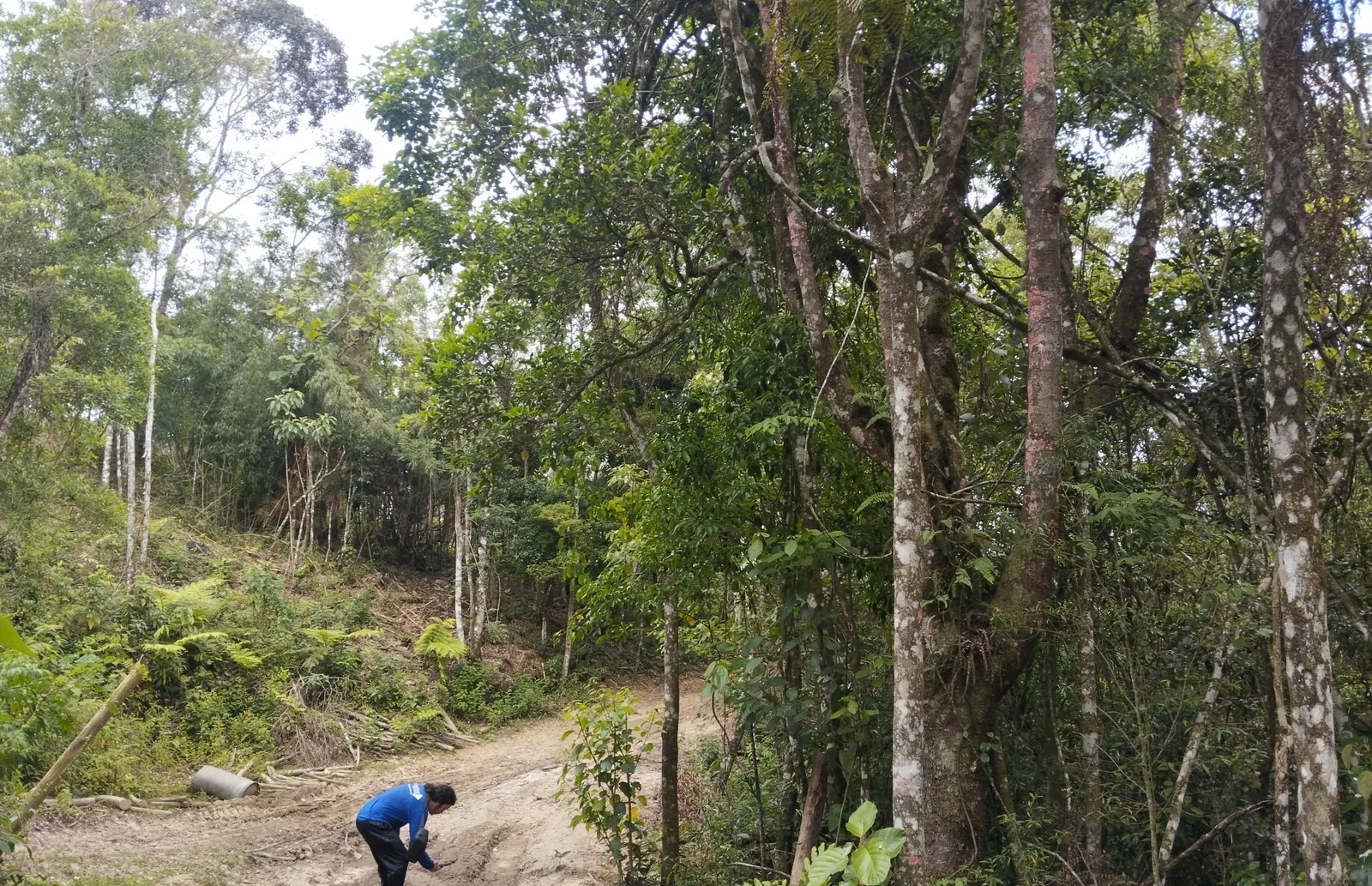 Profissional realizando levantamento em área com vegetação