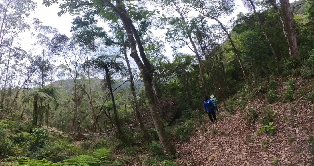 Registro panorâmico de campo em área de vegetação
