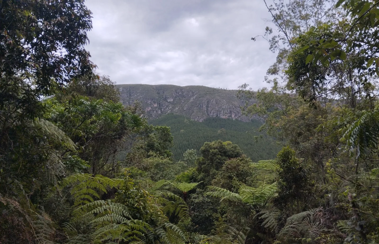 Registro de campo da Ecoative em área com vegetação